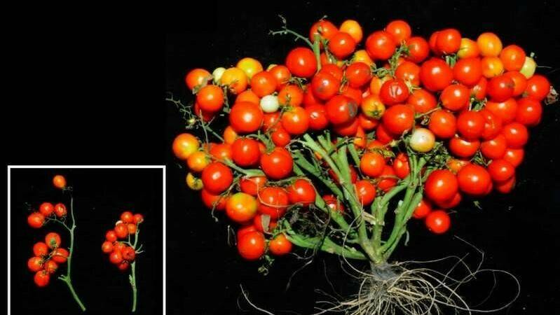tomatoes (2)